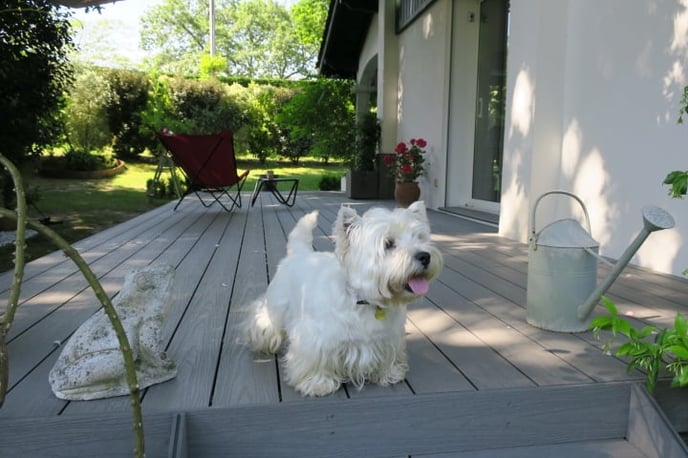 Les griffes de mon chien peuvent-elles rayer ma terrasse composite